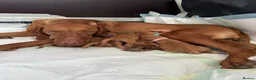 Hungarian Vizsla dogs for sale: Beautiful healthy KC registered Hungarian Vizslas  in Nottingham - Advert 4