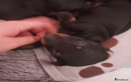 Miniature Dachshund dogs for sale: Miniature dachshunds  - Image 6