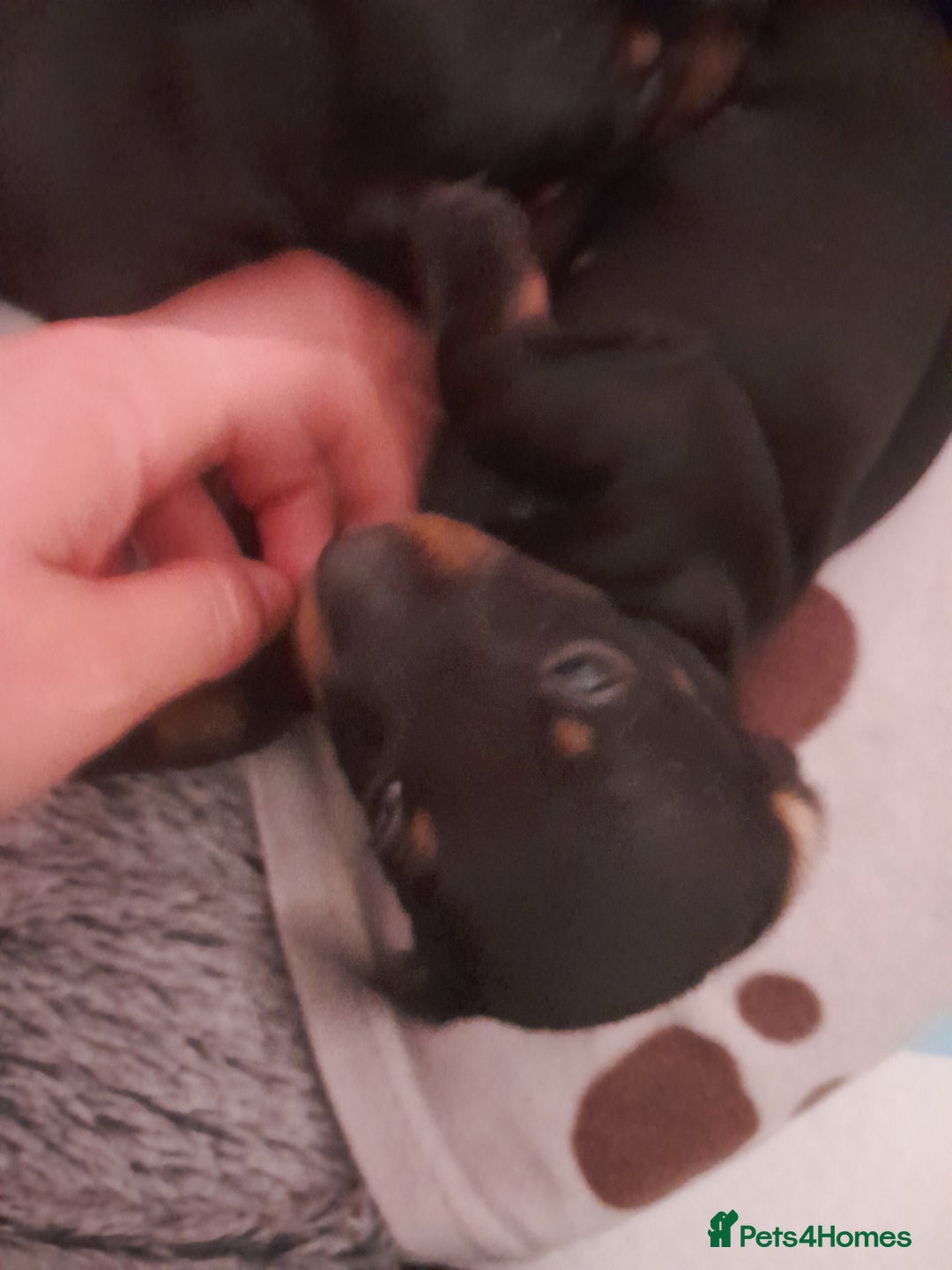 Miniature Dachshund dogs for sale: Miniature dachshunds  - Image 6