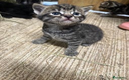 Mixed Breed cats for sale: 6 Cute Kittens Looking for Loving Homes - Image 9