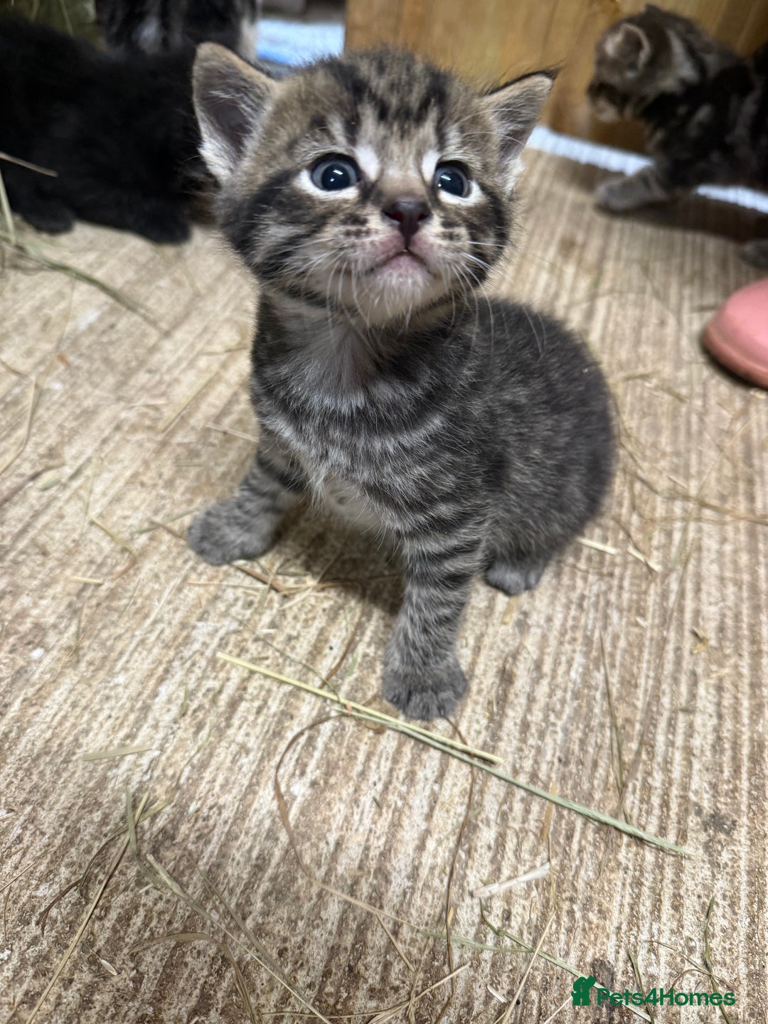 Mixed Breed cats for sale: 6 Cute Kittens Looking for Loving Homes - Image 9