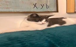 Domestic Shorthair cats for sale: Beautiful Domestic Cats-Mum,Dad&3 Adorable Kittens - Image 22