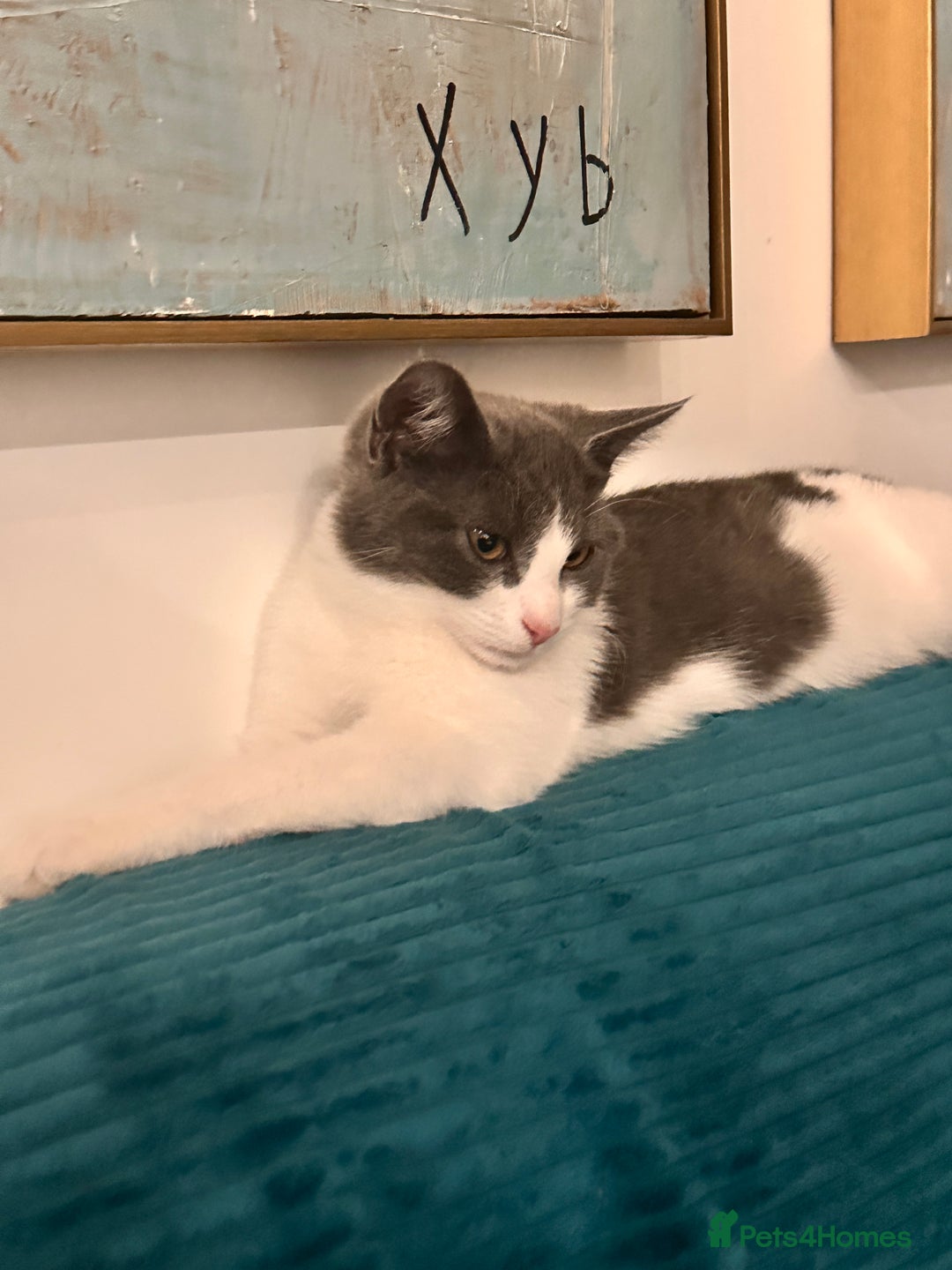Domestic Shorthair cats for sale: Beautiful Domestic Cats-Mum,Dad&3 Adorable Kittens - Image 22