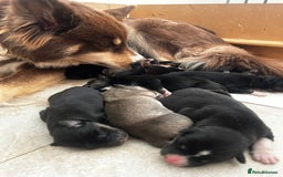 Pomsky dogs for stud: Proven quality F2 proven stud in Andover - Image 20