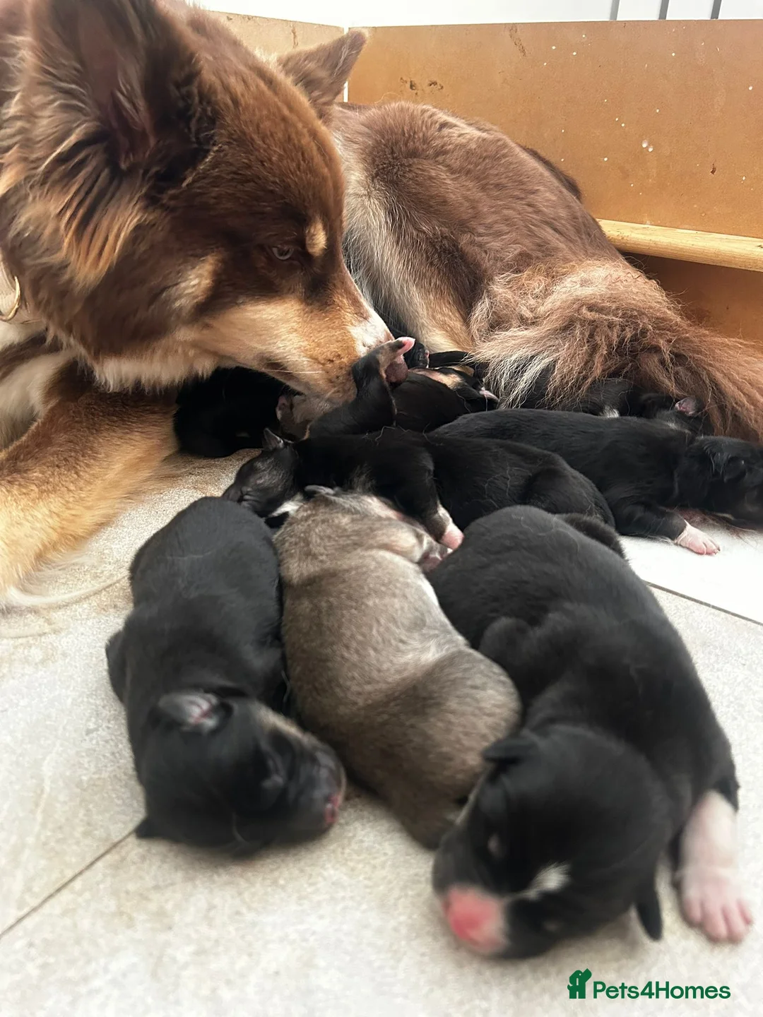 Pomsky dogs for stud: Proven quality F2 proven stud in Andover - Advert 20