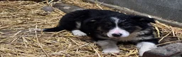 Border Collie dogs for sale: Border Collie Pups in Machynlleth - Advert 37