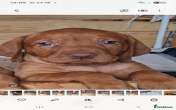 Hungarian Vizsla dogs for sale: Hungarian vizsla  - Image 17