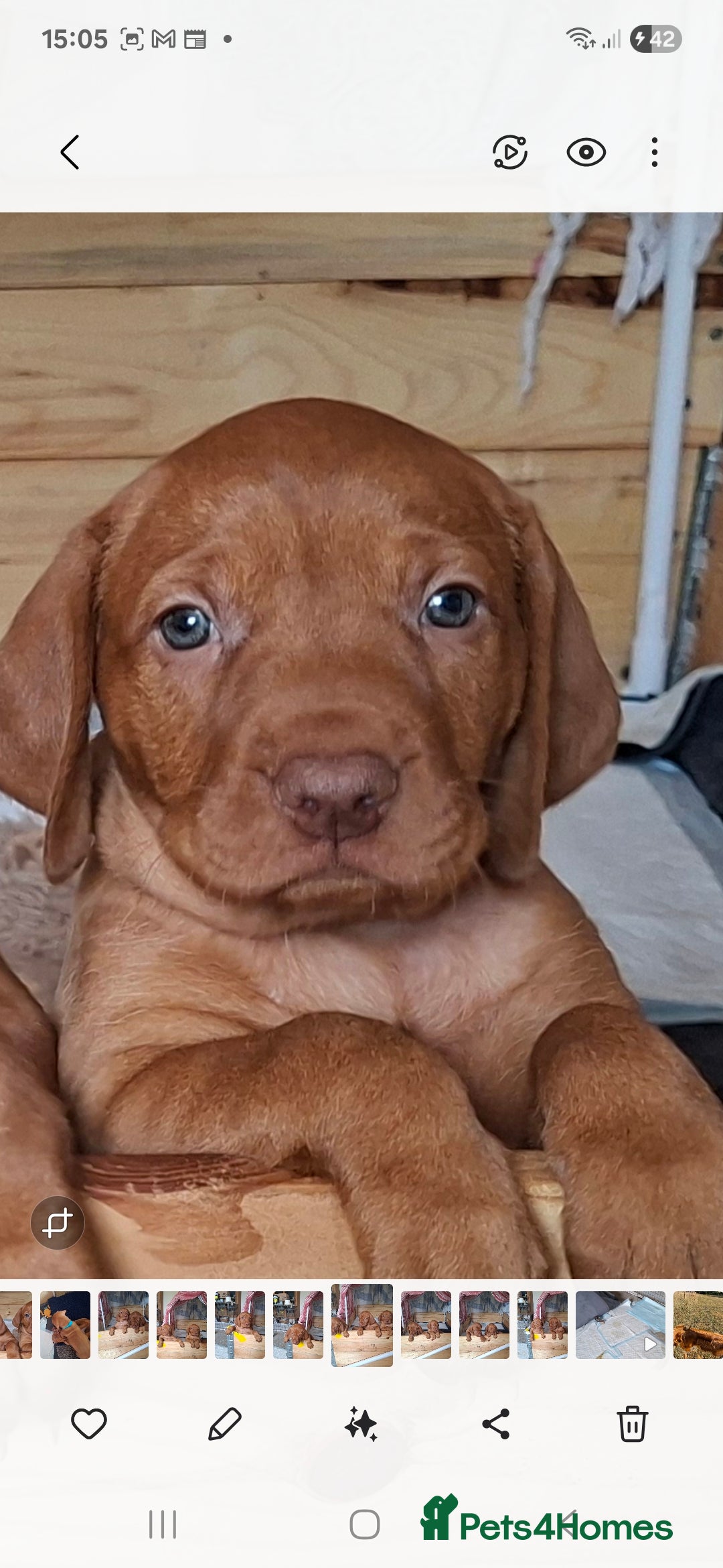 Hungarian Vizsla dogs for sale: Hungarian vizsla  - Image 17