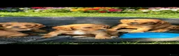 Cavalier King Charles Spaniel dogs for sale: Beautiful cavalier puppies  - Advert 1