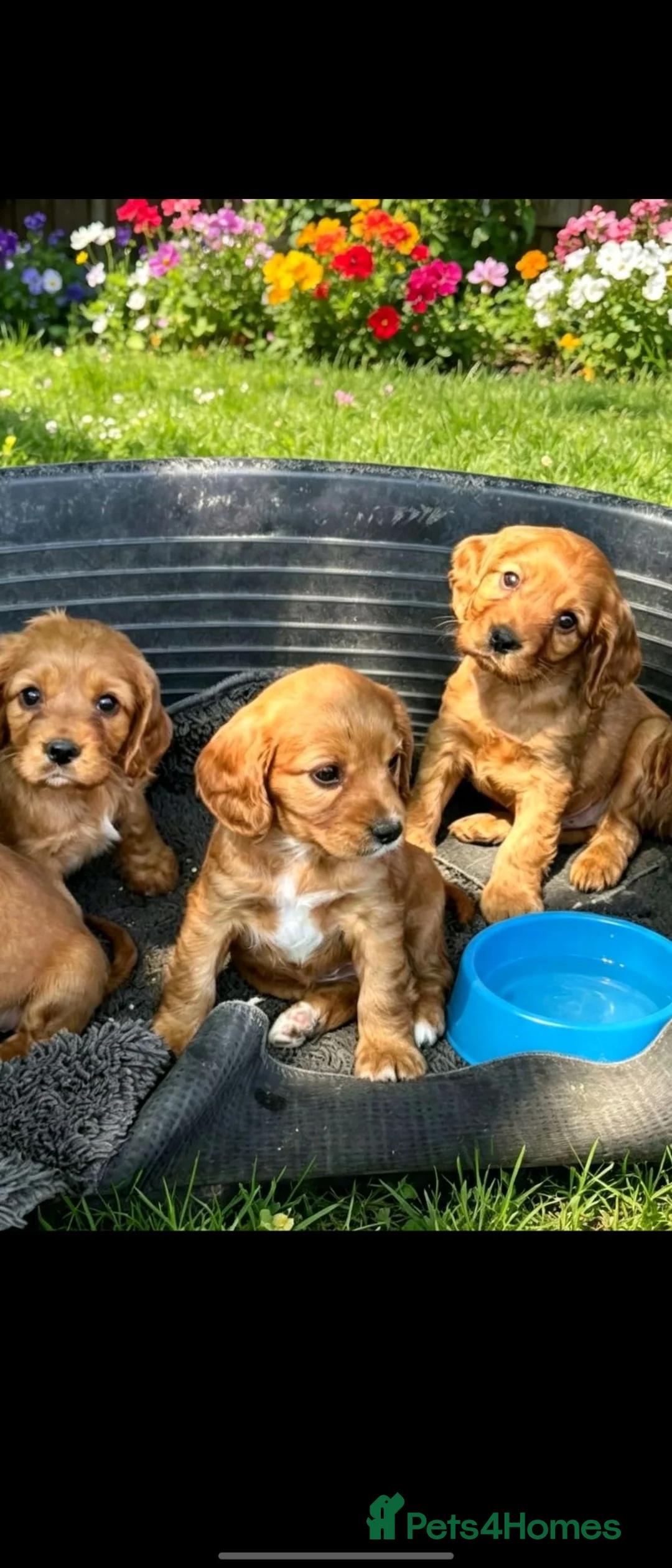 Cavalier King Charles Spaniel dogs for sale: Beautiful cavalier puppies  - Advert 1