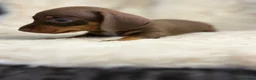 Miniature Dachshund dogs for sale: Beautiful dachshund puppies  - Advert 7
