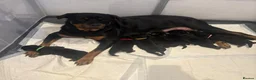 Rottweiler dogs for sale: 🪐🪐Fantastic chunky big bone pups🌞get them now🌞 in Perth - Advert 8