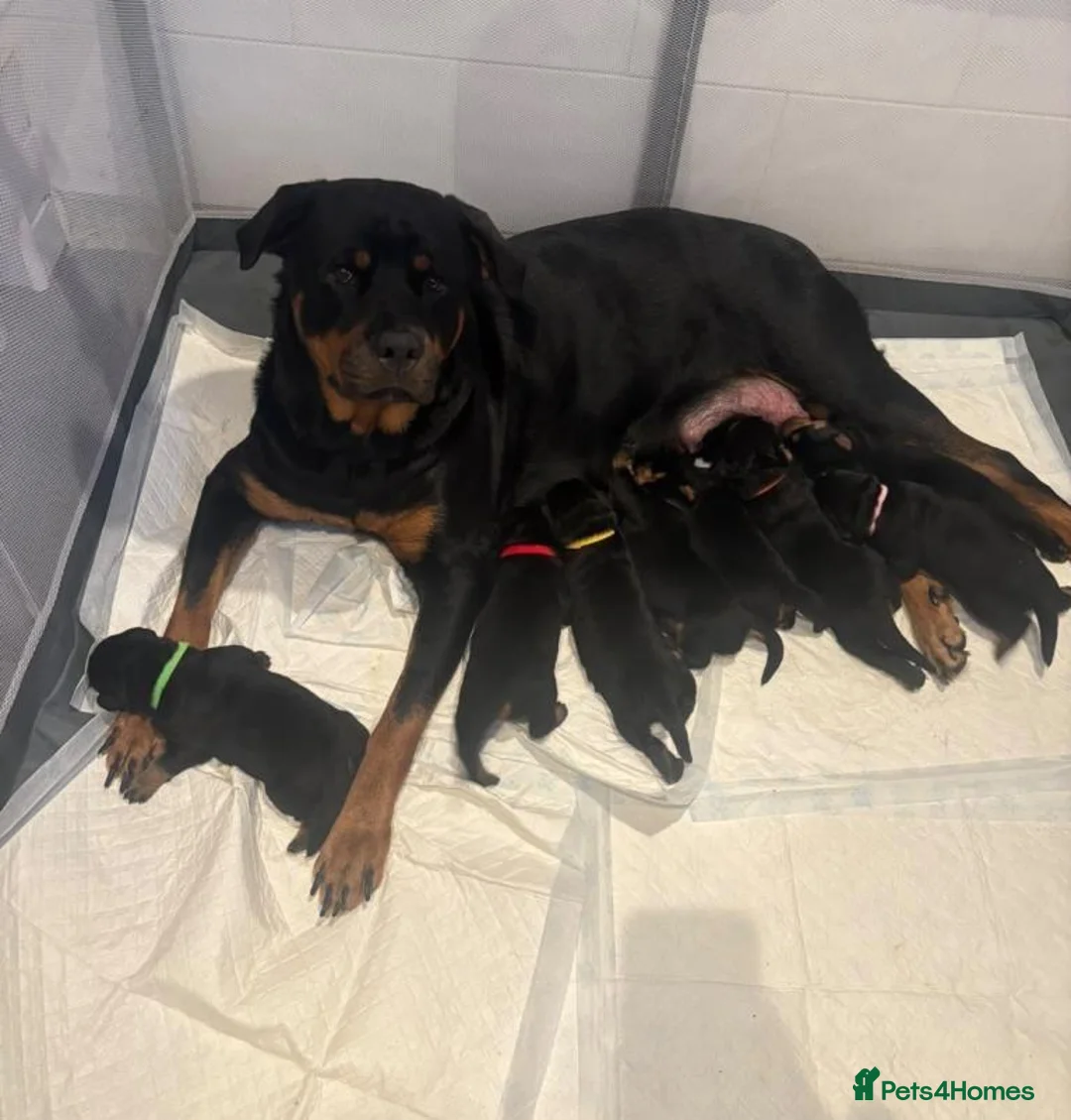 Rottweiler dogs for sale: 🪐🪐Fantastic chunky big bone pups🌞get them now🌞 in Perth - Advert 8