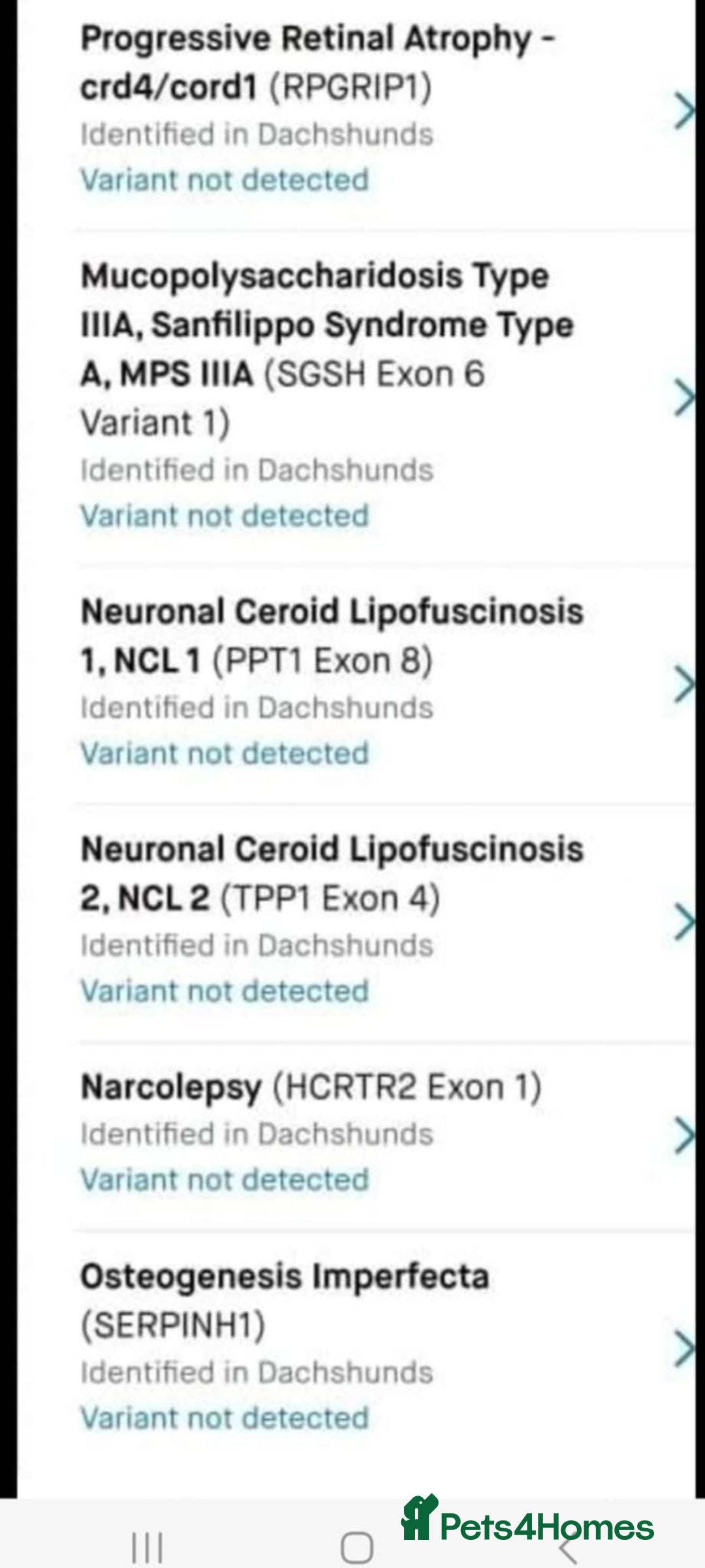 Miniature Dachshund dogs for sale: Stunning Miniature Dachshund Puppies 2 Week Old - Advert 16