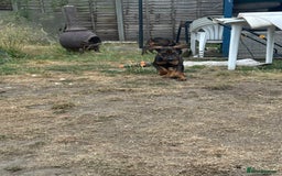Mixed Breed dogs for sale: *ONLY 2 LEFT* Stunning Doberman/Shepheard PUPPIES - Image 9