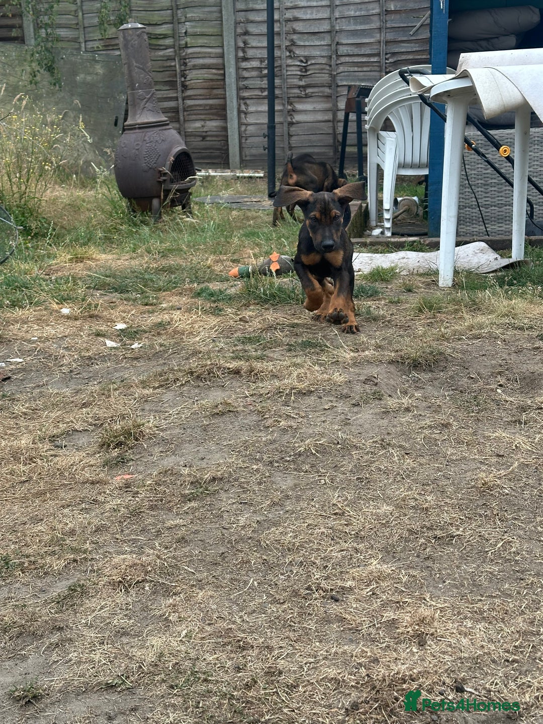 Mixed Breed dogs for sale: *ONLY 2 LEFT* Stunning Doberman/Shepheard PUPPIES - Image 9