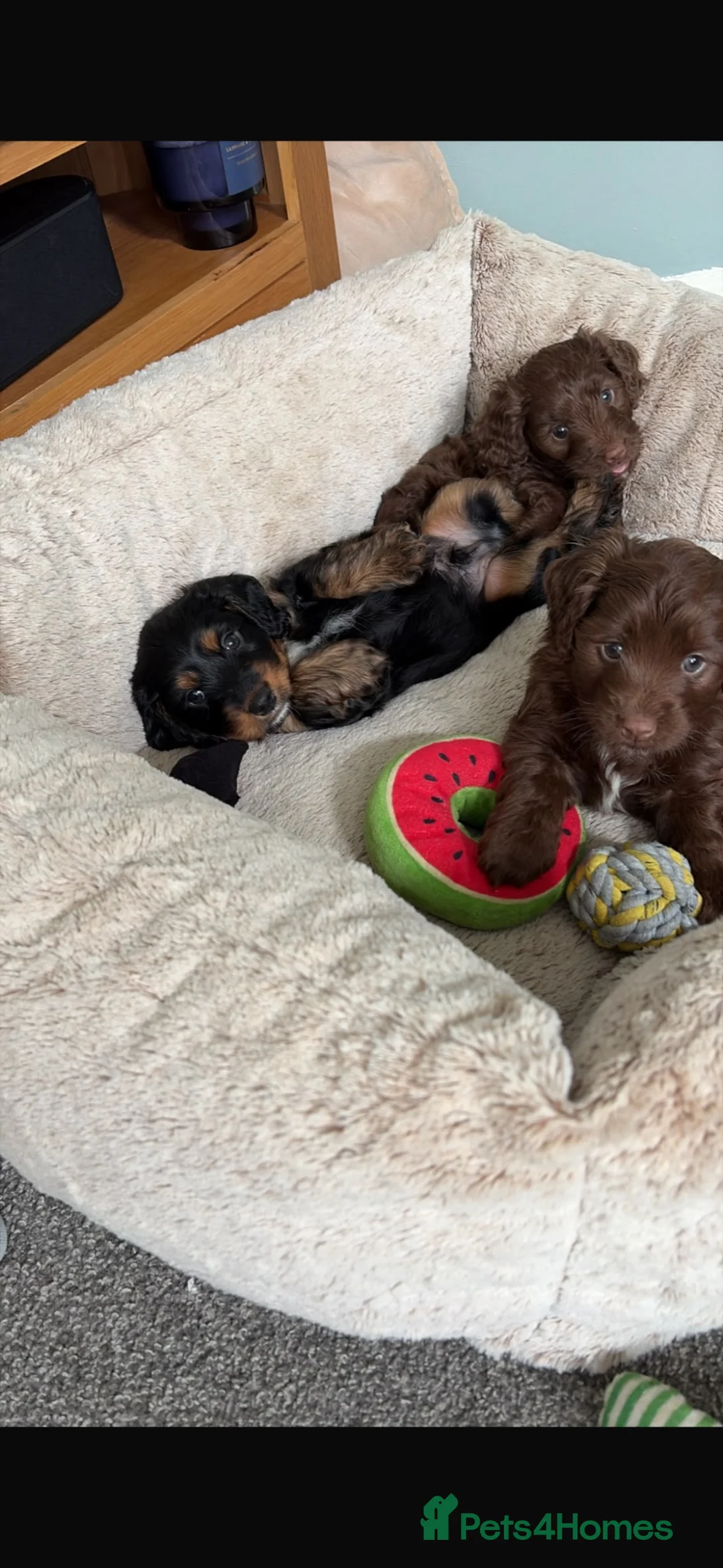 Mixed Breed dogs for sale: cockerpoo  - Advert 29