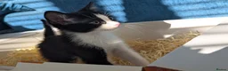 Mixed Breed cats for sale: Black and white female kitten in Dagenham - Advert 8
