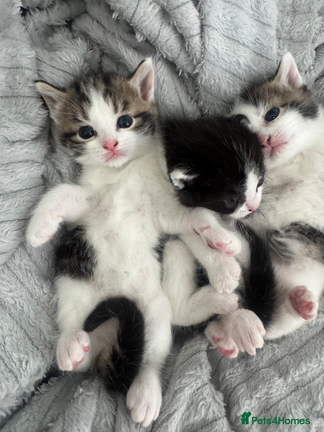 Domestic Shorthair cats for sale: Unique & Precious Kittens Seeking Forever Homes - Image 10