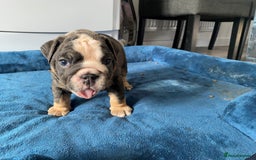 English Bulldog dogs for sale: *REDUCED* English Bulldog Puppies - Image 26