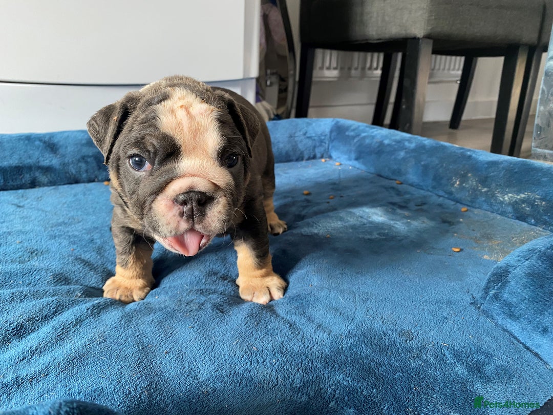 English Bulldog dogs for sale: *REDUCED* English Bulldog Puppies - Image 26
