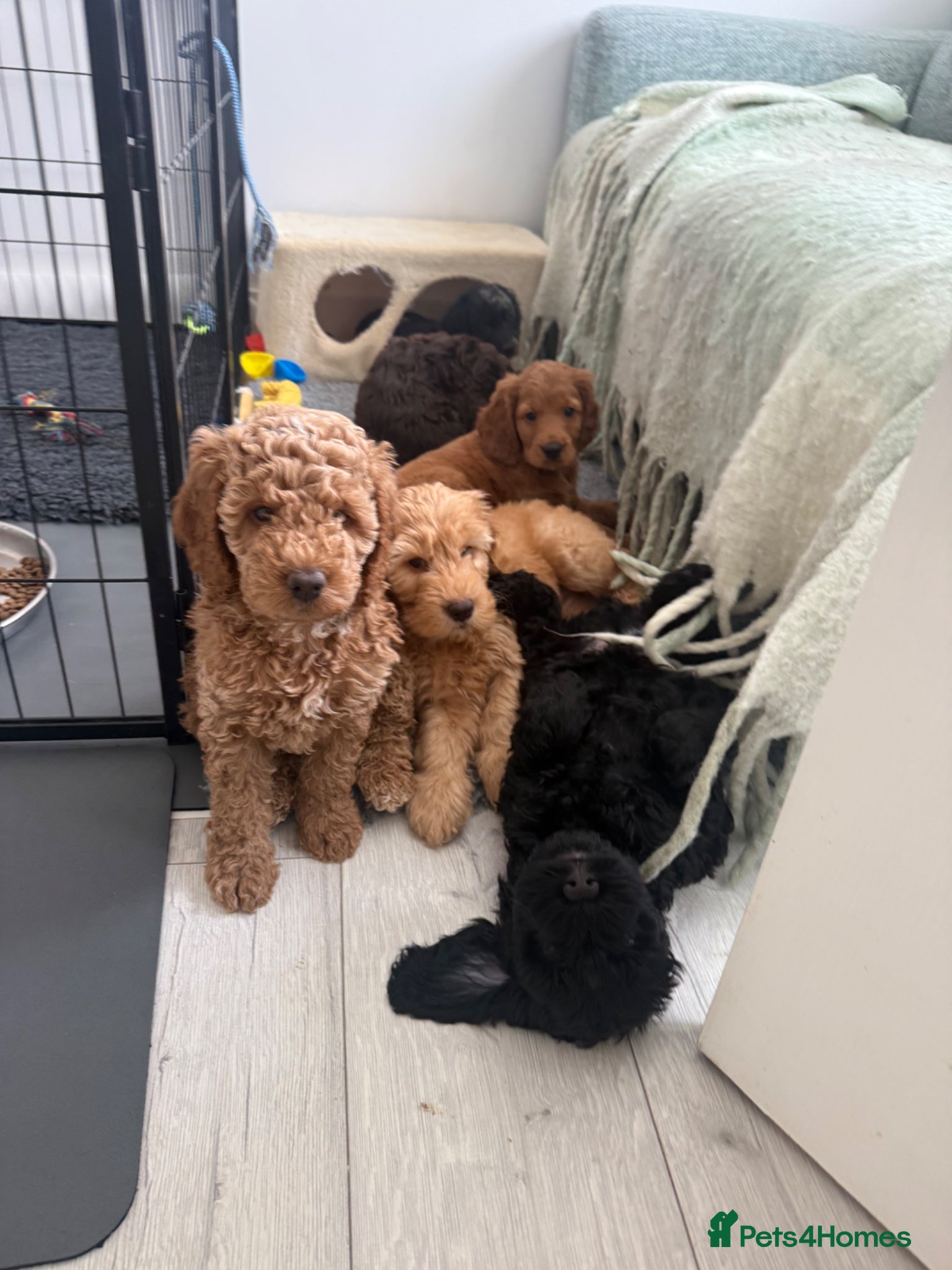 Cockapoo dogs Cuddly Cockapoo puppies - Ready for new home!  - Advert 4