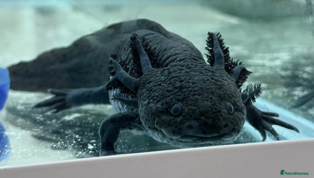 Axolotl reptiles for sale: Axolotl  - Advert 2
