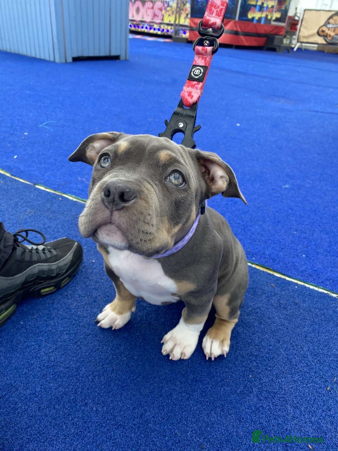 American Bully dogs for sale: Zena pocket bully  - Advert 1