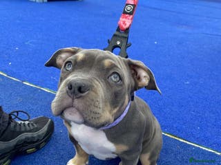 American Bully dogs Zena pocket bully - Advert 3