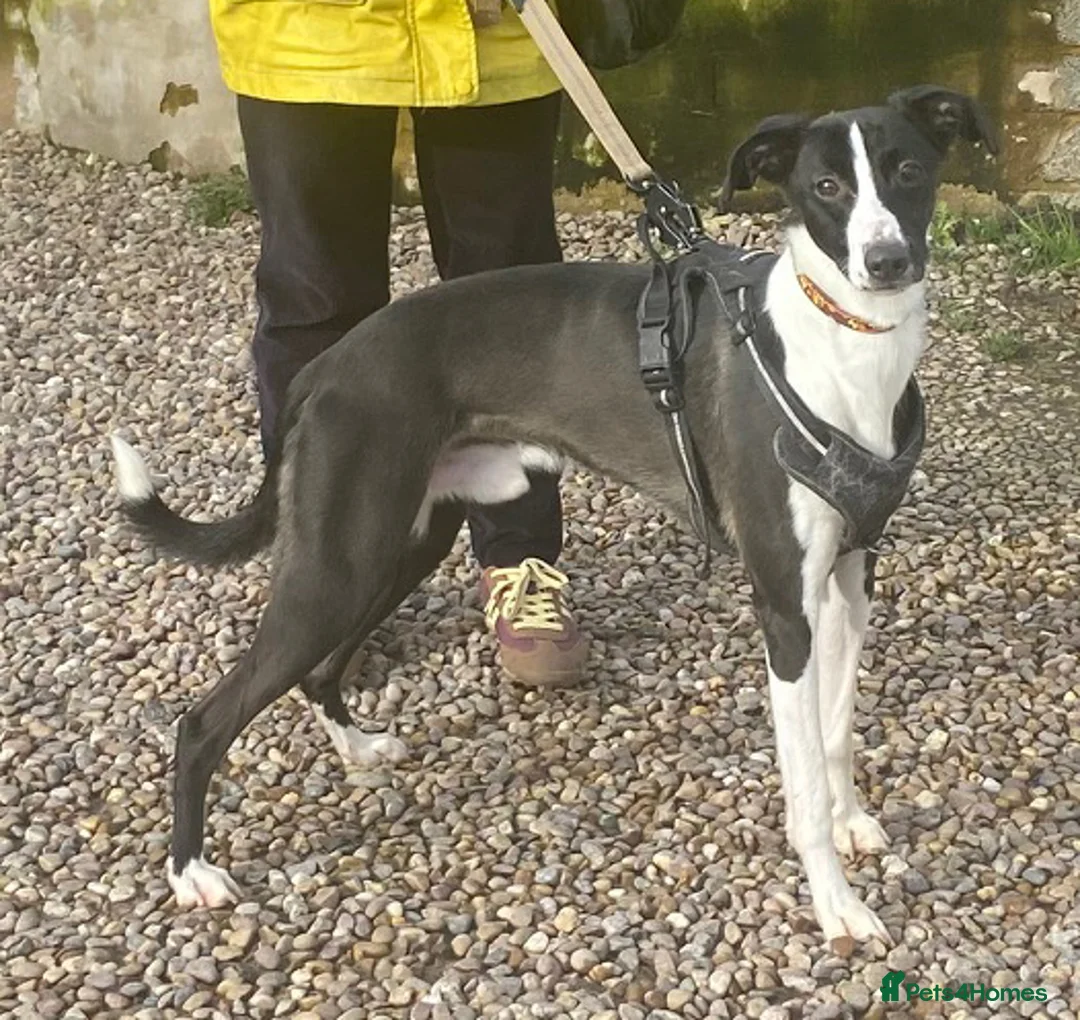 Mixed Breed dogs for adoption: Handsome Blaze wants a new loving forever home - Advert 1