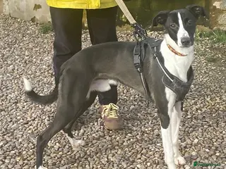 Mixed Breed dogs Handsome Blaze wants a new loving forever home - Advert 2