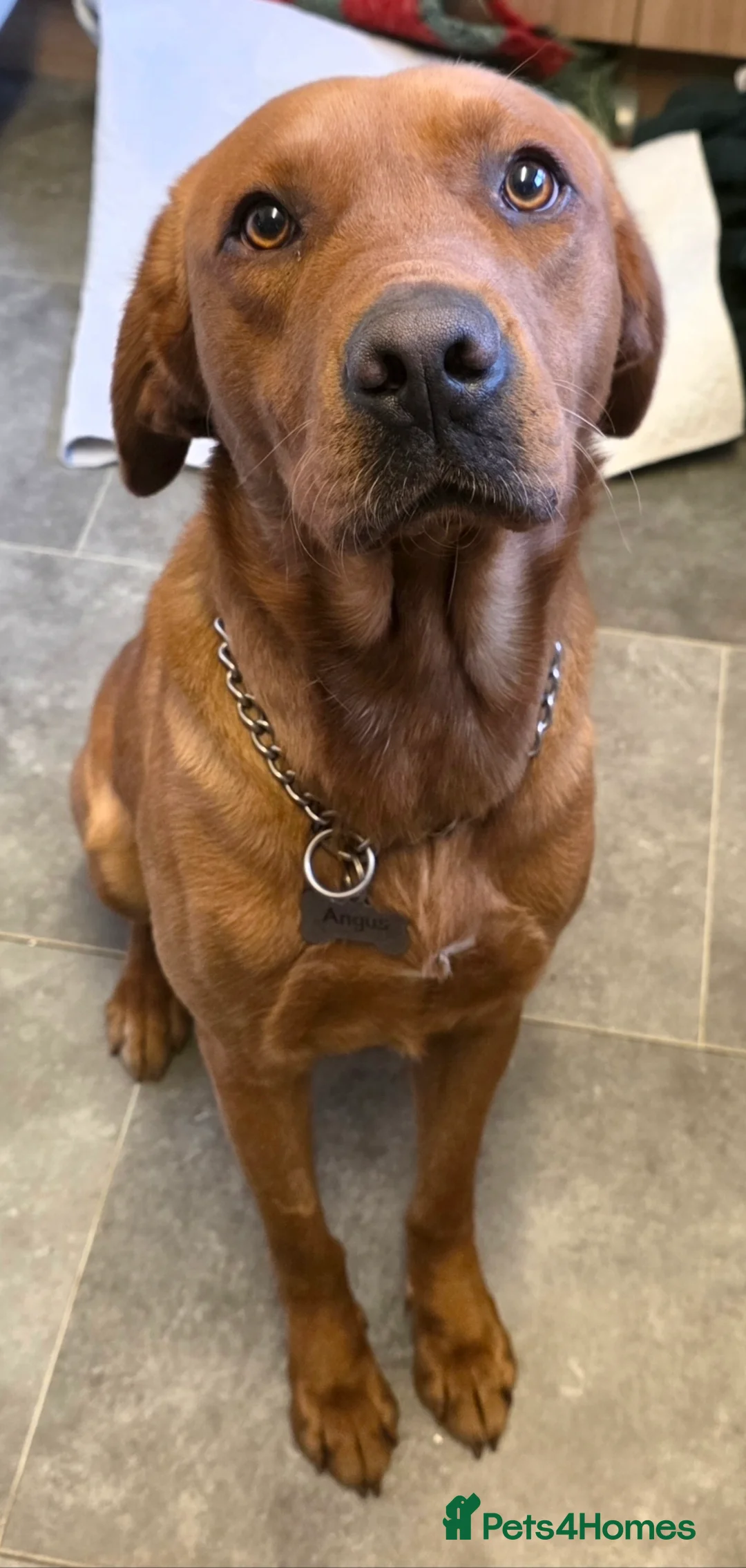 Labrador Retriever dogs for sale: Fox Red labrador  - Advert 2