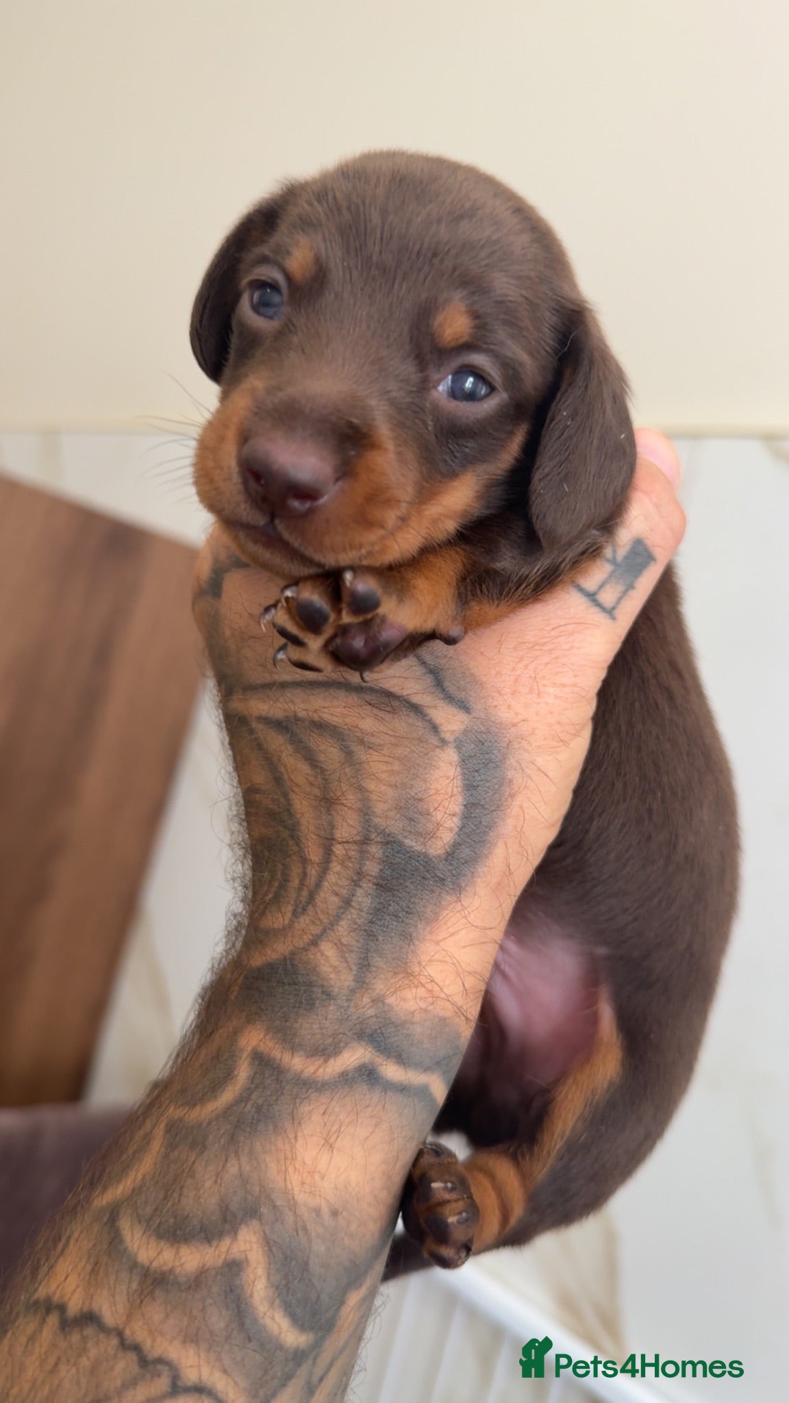 Miniature Dachshund dogs Long haired & Long haired carriers  - Advert 2