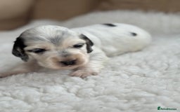Cocker Spaniel dogs for sale: Health tested show cocker spaniels - Image 9