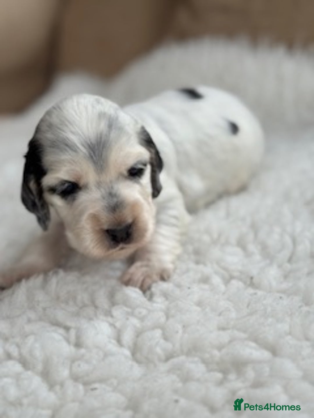 Cocker Spaniel dogs for sale: Health tested show cocker spaniels - Image 9