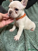 French Bulldog dogs French Bulldog puppies 🐶❤️ KC reg - Advert 2