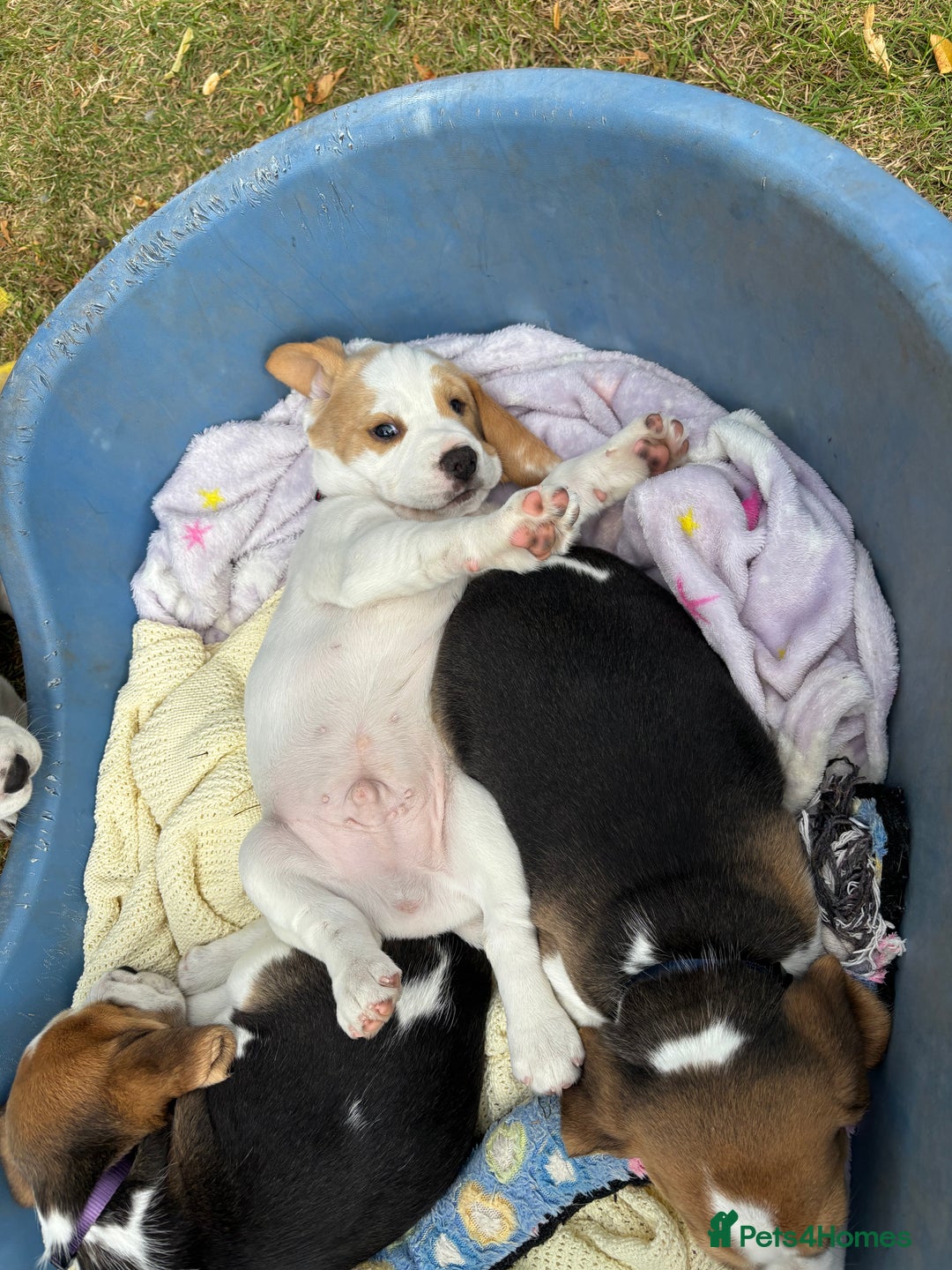 Beagle dogs for sale: Male Beagle Puppies  - Image 19