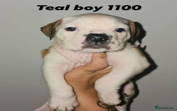 Alapaha Blue Blood Bulldog dogs for sale: IABBR. Health tested. Top lines.  - Advert 37