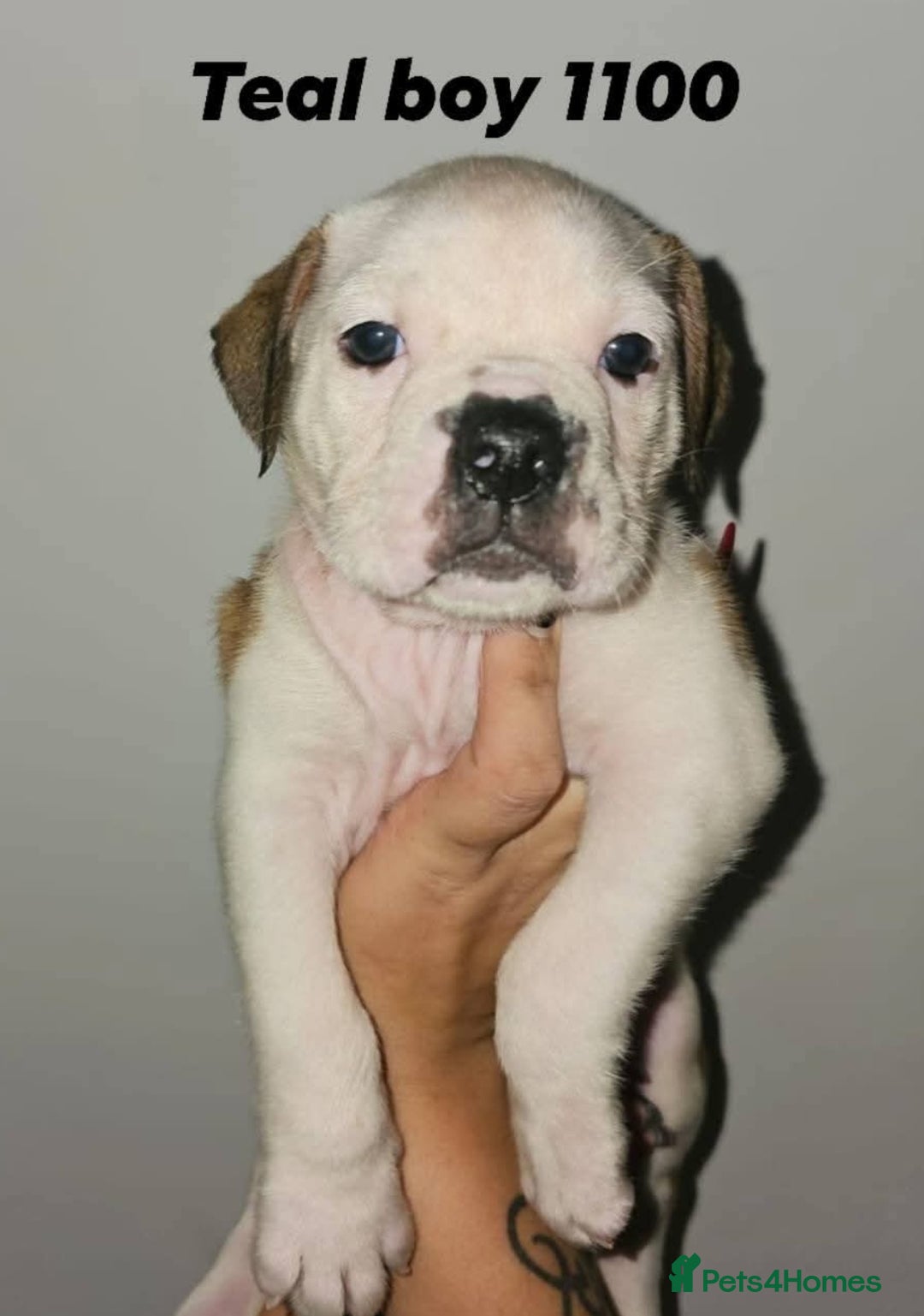 Alapaha Blue Blood Bulldog dogs for sale: IABBR. Health tested. Top lines.  - Advert 37