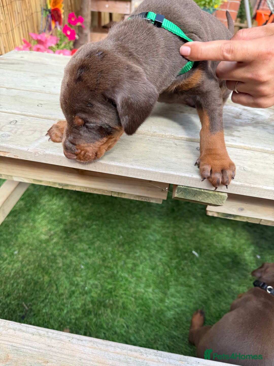 Dobermann dogs for sale: Doberman brown & tan - Image 28
