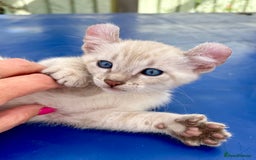 Bengal cats for sale: Gob smacking rare kittens  - Image 29