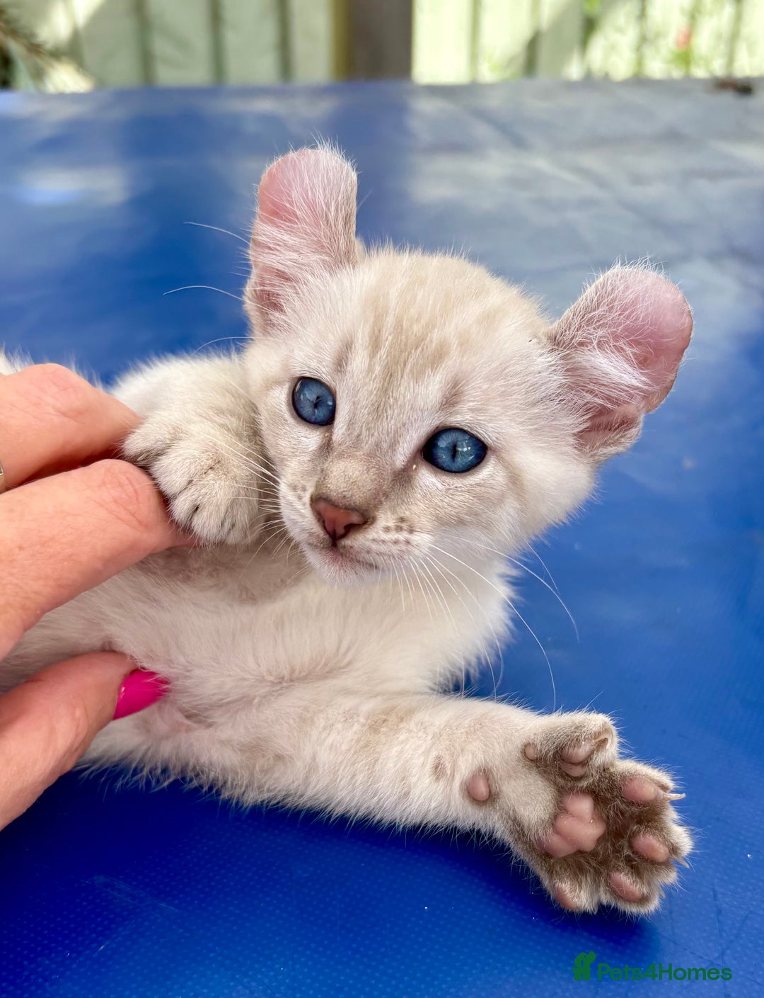 Bengal cats for sale: Gob smacking rare kittens  - Image 29