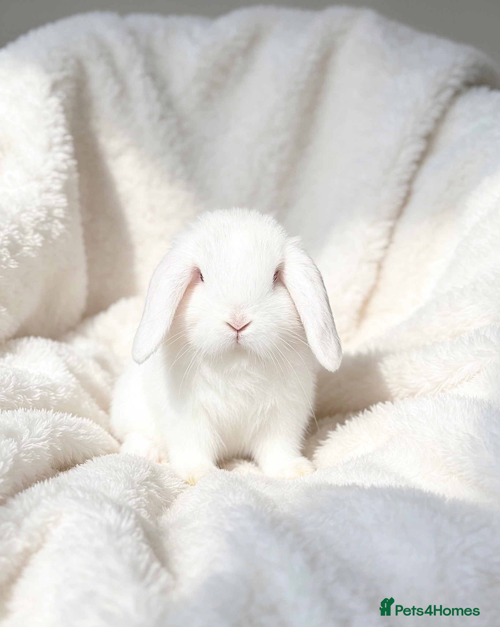Mini Lop rabbits Stunning blue eye white doe  - Advert 9
