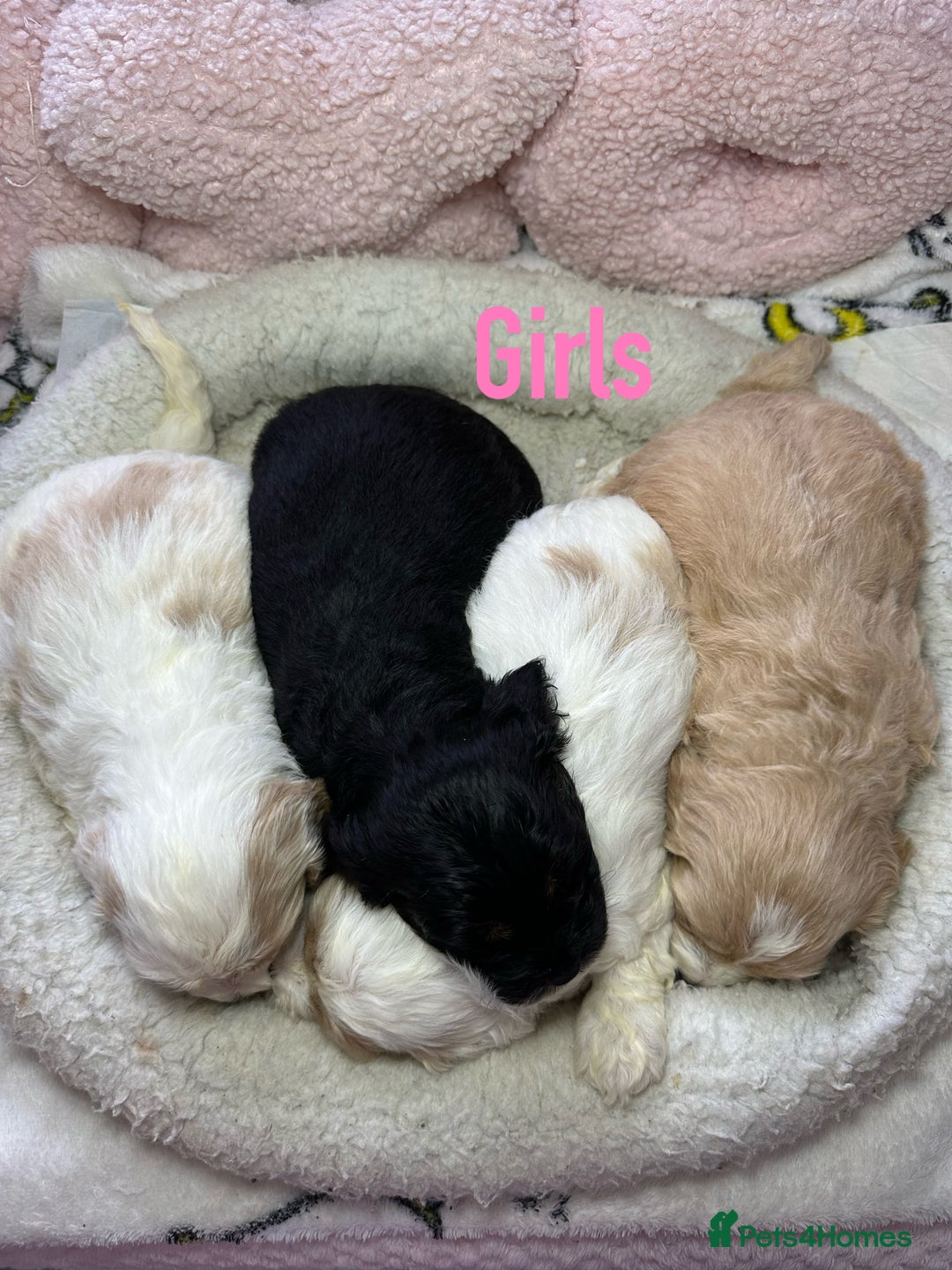 Cockapoo dogs for sale: Cockerpoo puppies  - Advert 4