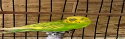 Budgerigars birds for sale: Nice Budgies pair  - Advert 4