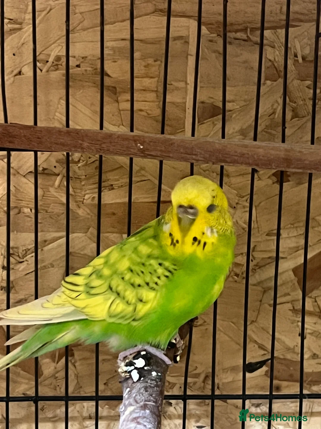 Budgerigars birds for sale: Nice Budgies pair  - Advert 4