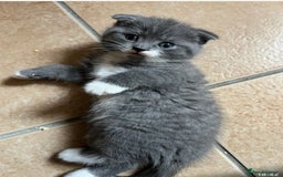 Scottish Fold cats for sale: Scottish fold cross kittens  - Image 11