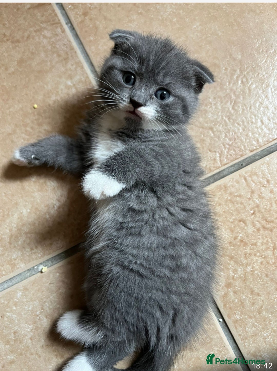 Scottish Fold cats for sale: Scottish fold cross kittens  - Image 11