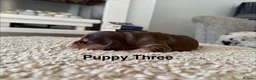 Cocker Spaniel dogs for sale: *SHOW TYPE COCKER SPANIEL PUPPIES* in Walsall - Advert 7