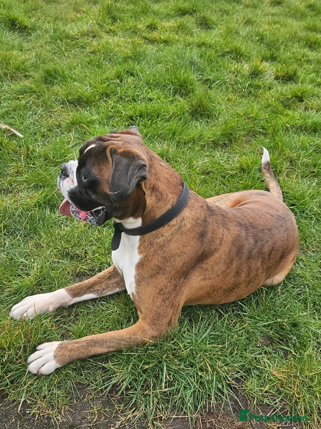 Boxer dogs for stud: KC REGISTERED BRINDLE & WHITE PROVEN STUD.   in Mexborough - Advert 22